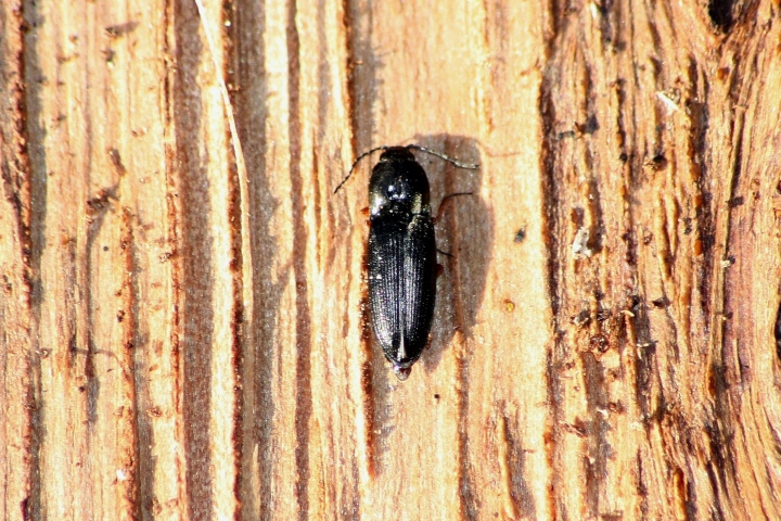 Corticicoli: cfr  Cardiophorus sp. e Catomus rotundicollis